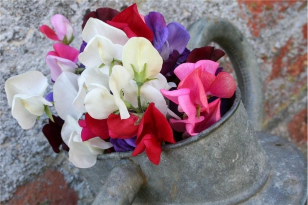 Easton Walled Garden