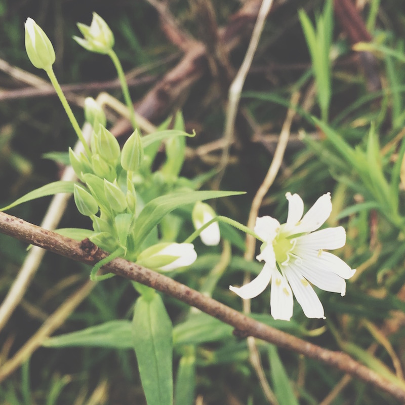 Stitchwort, Stellaria holostea