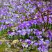 http://gardengrab.co.uk/post/45512203741