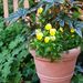 http://gardengrab.co.uk/post/55020876005