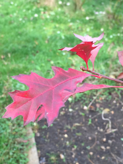 the-pin-oak-of-happiness