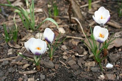 crocus-chrysanthus-prins-claus