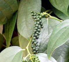starting-a-banana-plantation