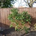 http://gardengrab.co.uk/post/44725679785