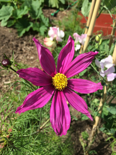 the-highs-and-lows-of-a-family-allotment-in