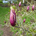 http://gardengrab.co.uk/post/45236302134