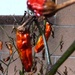 http://gardengrab.co.uk/post/43986721168