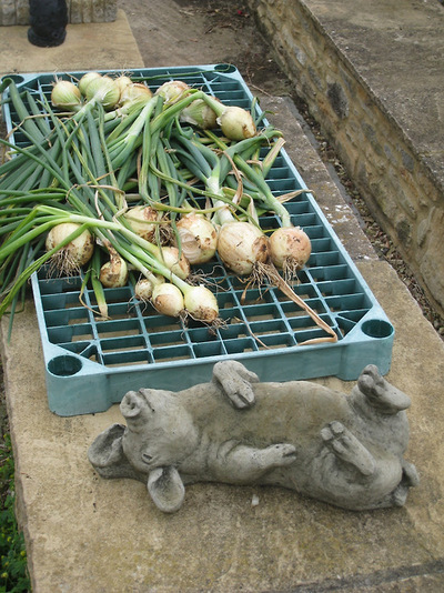 onions-drying-outdoors