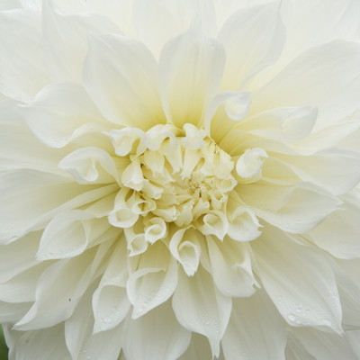 the-national-dahlia-society-show