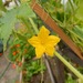 http://gardengrab.co.uk/post/60370377004
