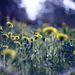http://gardengrab.co.uk/post/55287746535