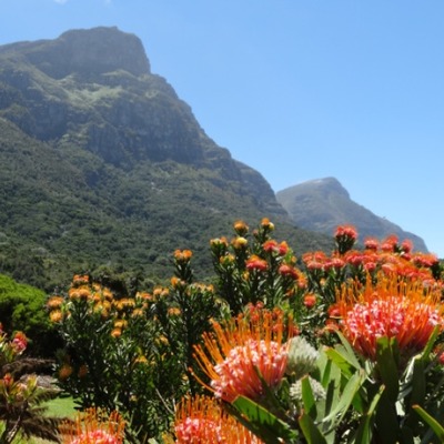 on-the-slopes-of-table-mountain