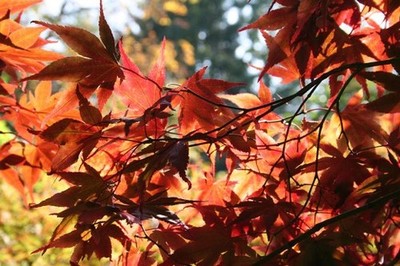 september-tree-of-the-month