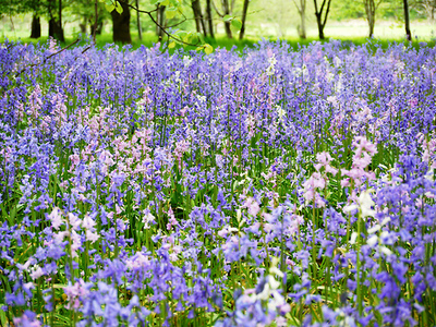 bluebells-at-haddo-house-aberdeenshire