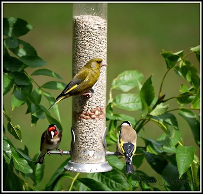 visitors-to-my-garden-greenfinch-and-goldfinches