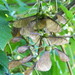 http://gardengrab.co.uk/post/70316714554