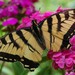 http://gardengrab.co.uk/post/55025196519