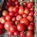 http://gardengrab.co.uk/post/59332210516