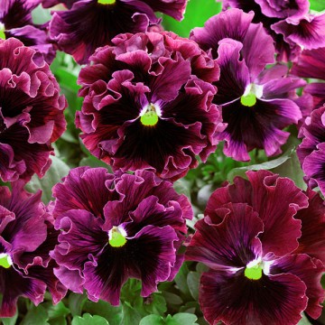 pansies-to-the-people