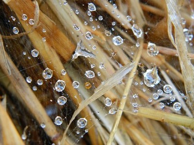 dew-on-straw-bale-wordless-wednesday