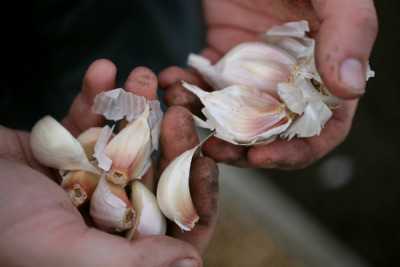 a-guide-to-flowers-and-vegetables-that-you-can