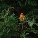 http://gardengrab.co.uk/post/44141888045