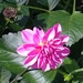 http://gardengrab.co.uk/post/65176037267