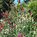 http://gardengrab.co.uk/post/57206913880
