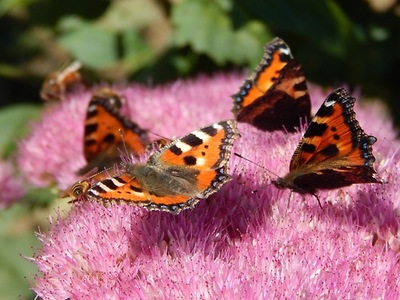 butterflies-on-sedum-wordless-wednesday