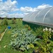 http://gardengrab.co.uk/post/59386515555