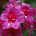 http://gardengrab.co.uk/post/53274317843