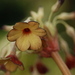 http://gardengrab.co.uk/post/55300888955