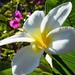 http://gardengrab.co.uk/post/54858727416