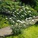 http://gardengrab.co.uk/post/57344703765