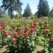 http://gardengrab.co.uk/post/52386298056