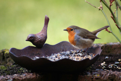 wildlife-gardening-jobs-for-winter-ideas-for