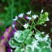 http://gardengrab.co.uk/post/53280249714