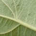 http://gardengrab.co.uk/post/72237483847