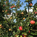 http://gardengrab.co.uk/post/59972447303