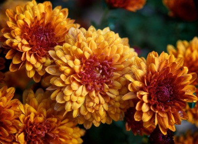 flowers-are-a-popular-birthday-gift-personalise