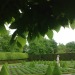http://gardengrab.co.uk/post/52398354126