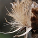 http://gardengrab.co.uk/post/70438003260