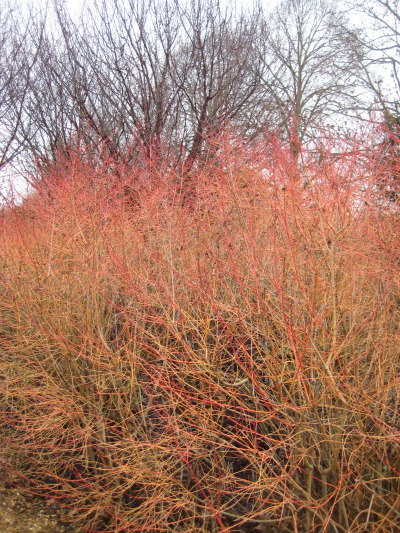 why-everyone-needs-a-dogwood-in-their-life