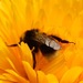 http://gardengrab.co.uk/post/55258753387