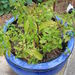 http://gardengrab.co.uk/post/58728293265