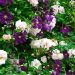 http://gardengrab.co.uk/post/52863959102