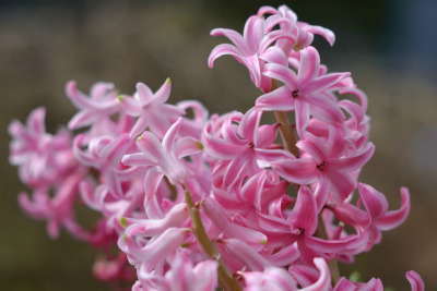 a-guide-to-flowers-and-crops-that-you-can-plant-in