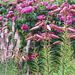 http://gardengrab.co.uk/post/43987609263