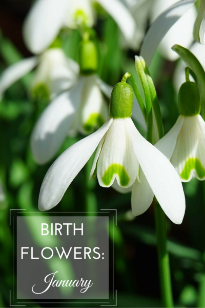 flowers-are-a-popular-birthday-gift-personalise