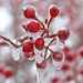http://gardengrab.co.uk/post/70913457198